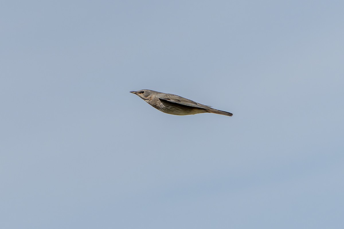 Red-throated Thrush - ML613899443