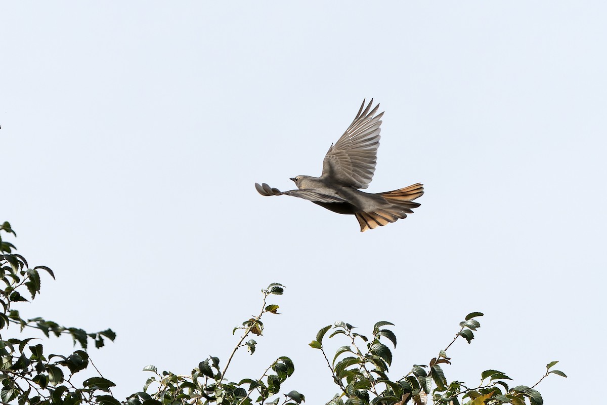 Red-throated Thrush - ML613899448