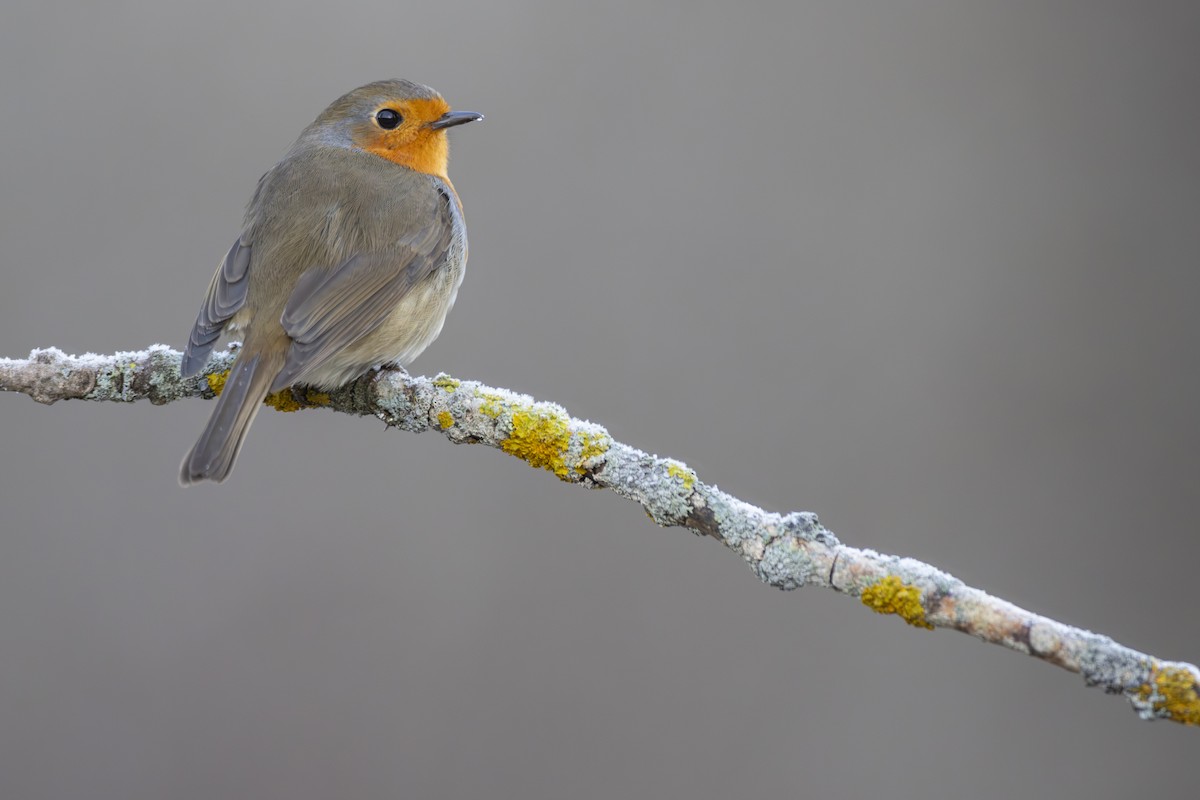 European Robin - Pablo Barrena