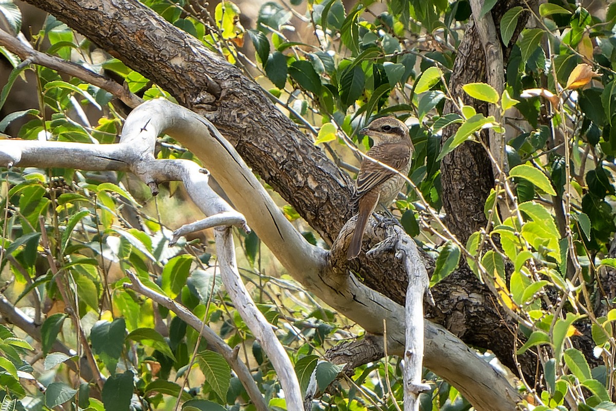 Brown Shrike - ML613899540