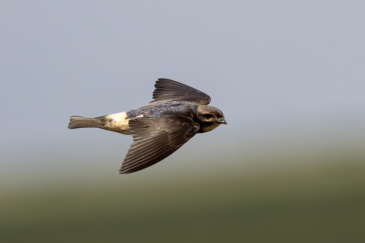 South African Swallow - ML613899592