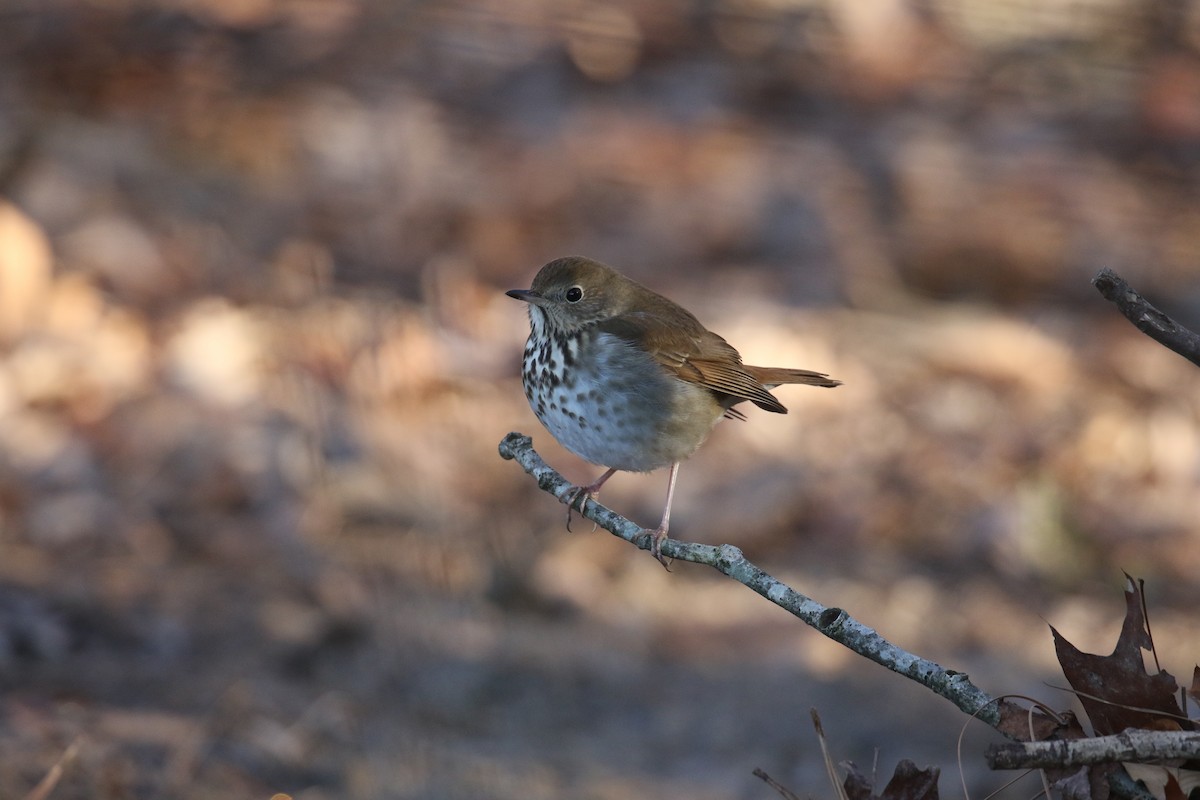 Hermit Thrush - ML613899597
