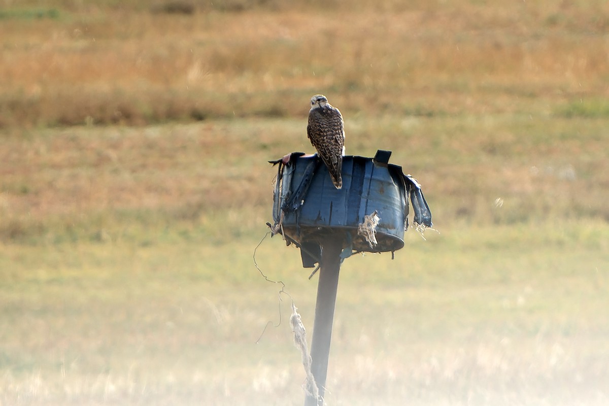 Saker Falcon - ML613899599