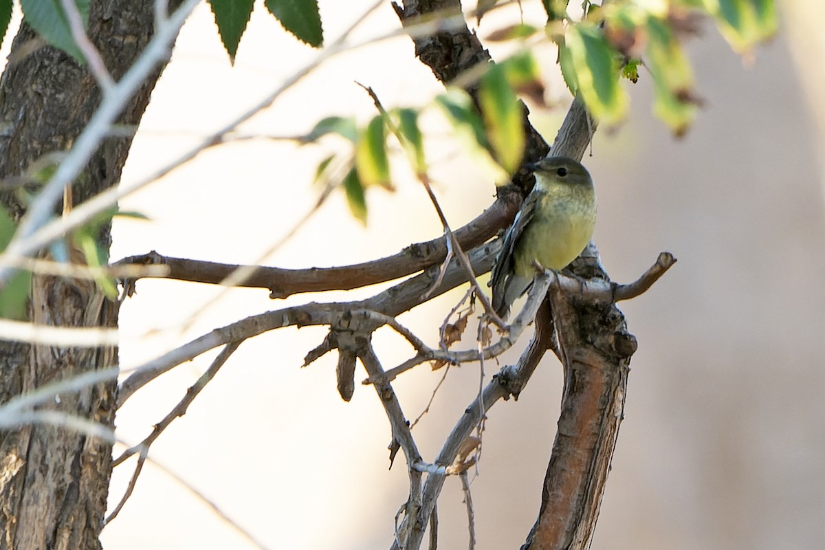 Yellow-rumped Flycatcher - Daniel López-Velasco | Ornis Birding Expeditions