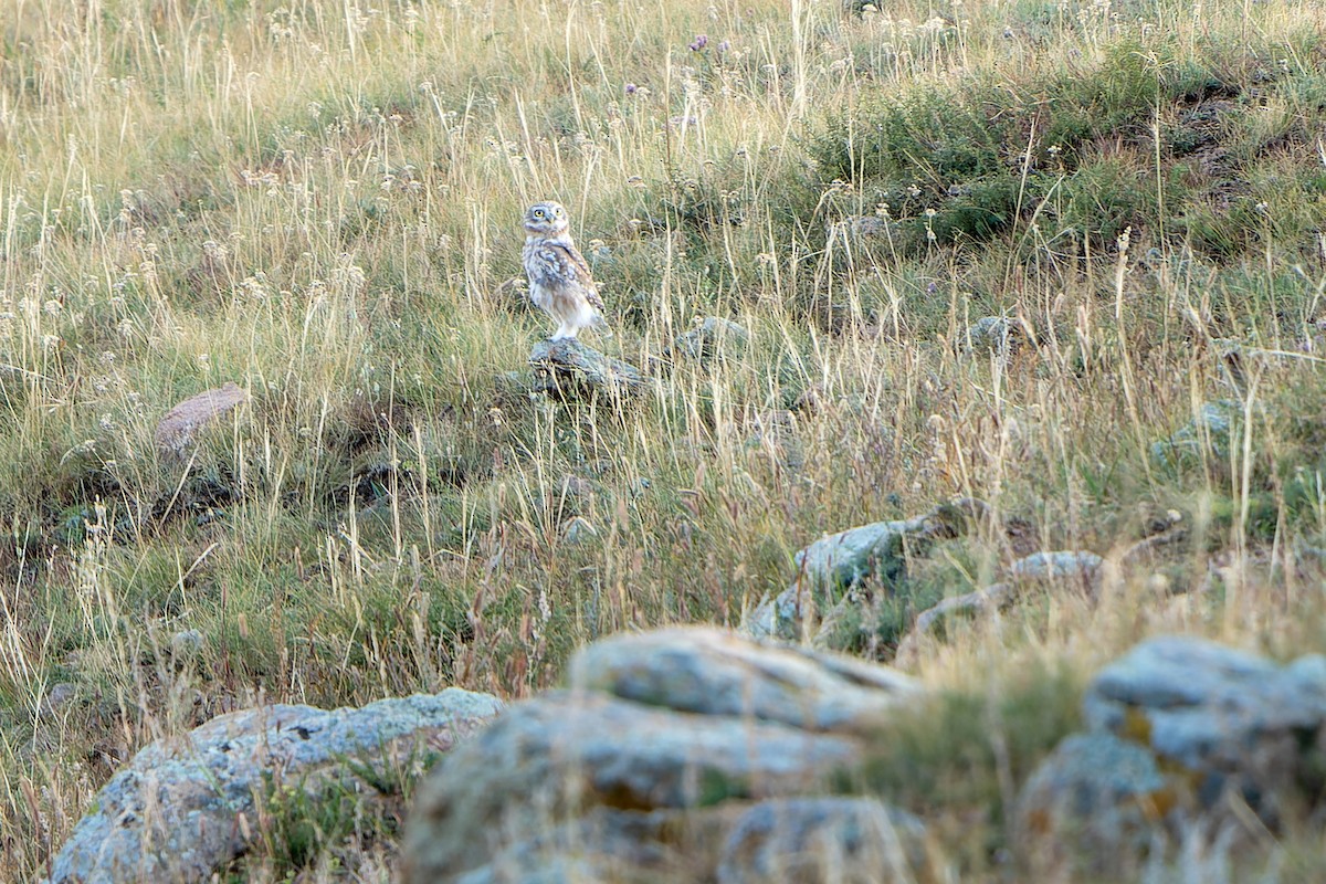 Little Owl - Daniel López-Velasco | Ornis Birding Expeditions