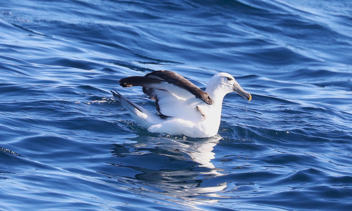 Albatros à cape blanche - ML613899644