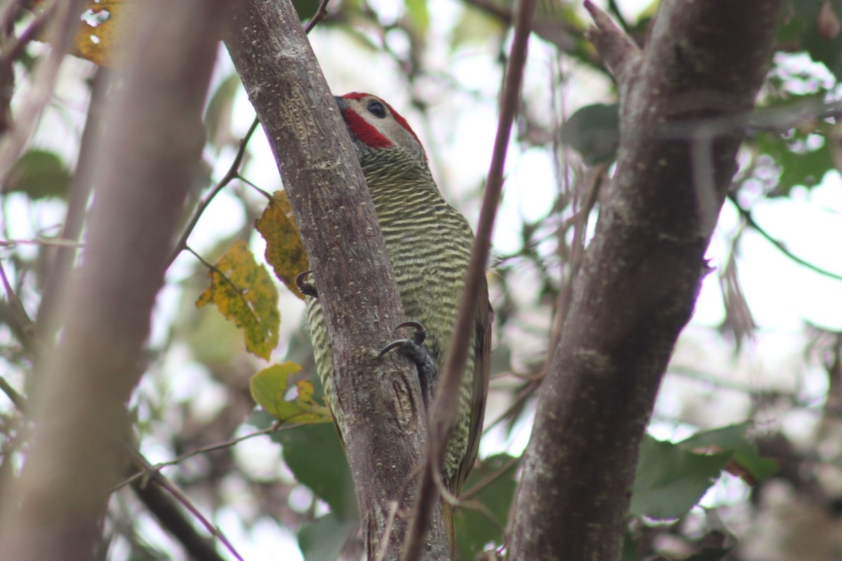 Golden-olive Woodpecker - ML613899652