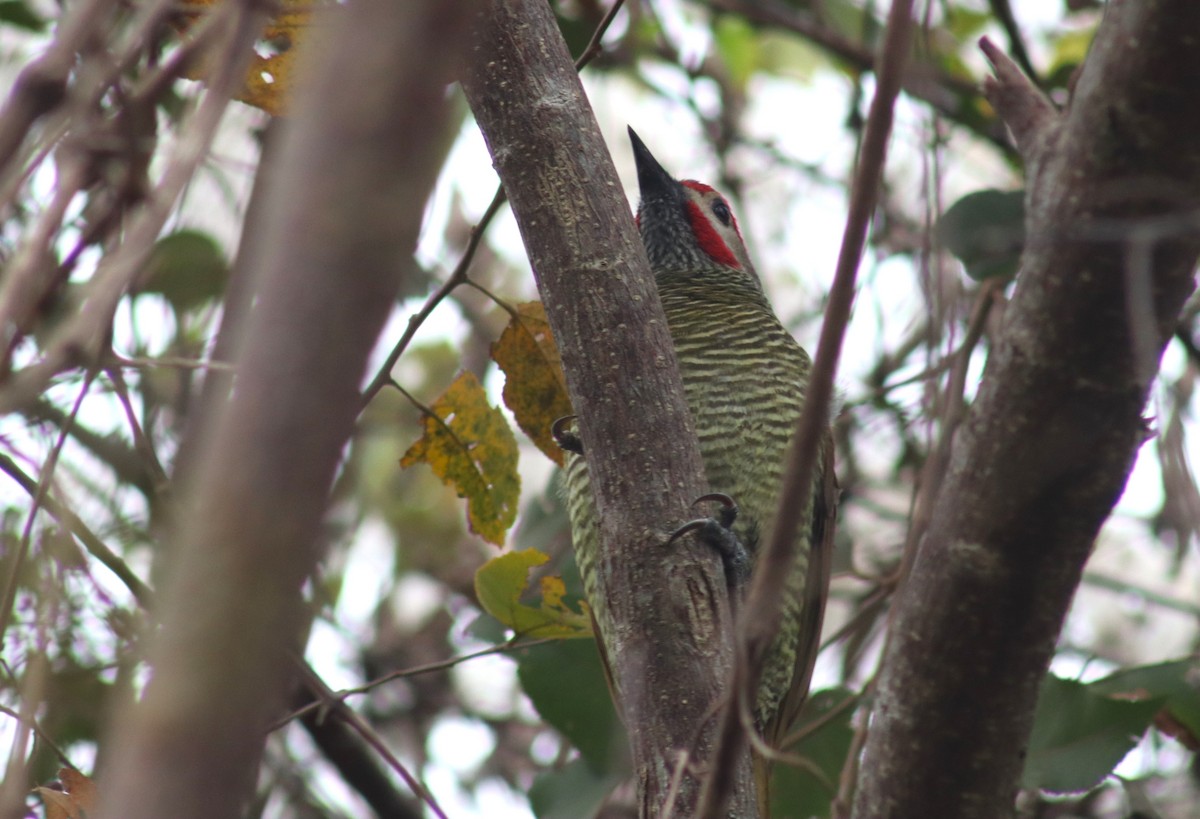 Golden-olive Woodpecker - ML613899653