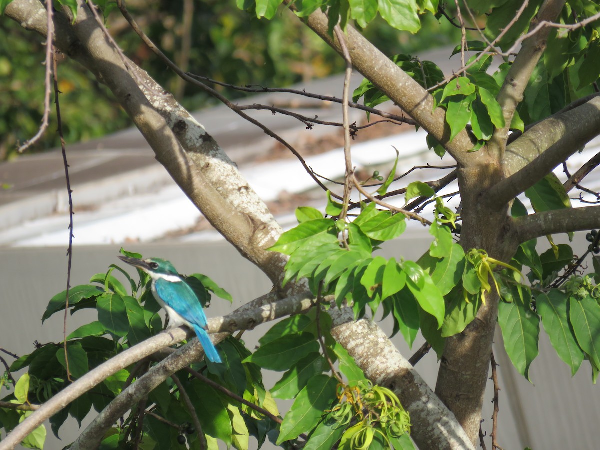 Collared Kingfisher (Collared) - ML613899679