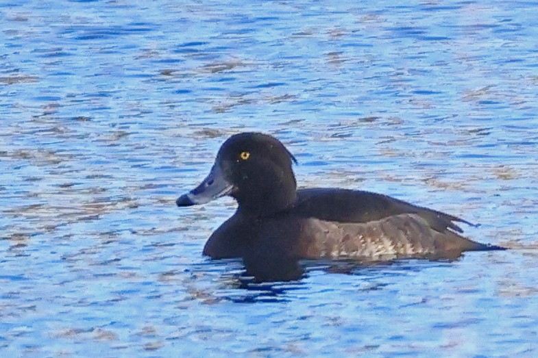 Tufted Duck - ML613899686