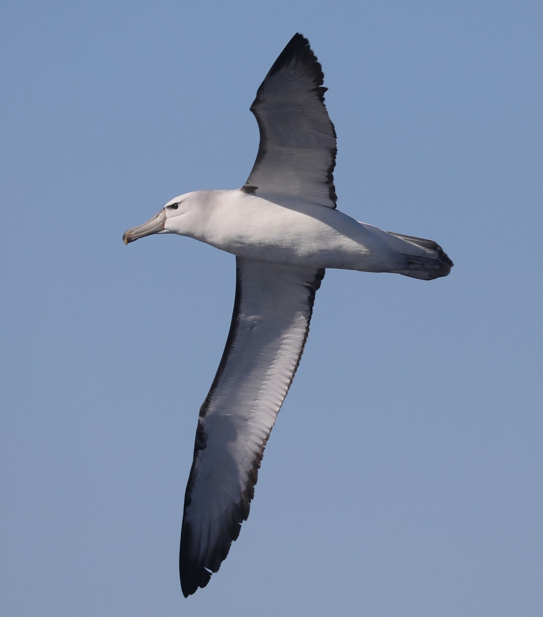 White-capped Albatross - Steven Edwards