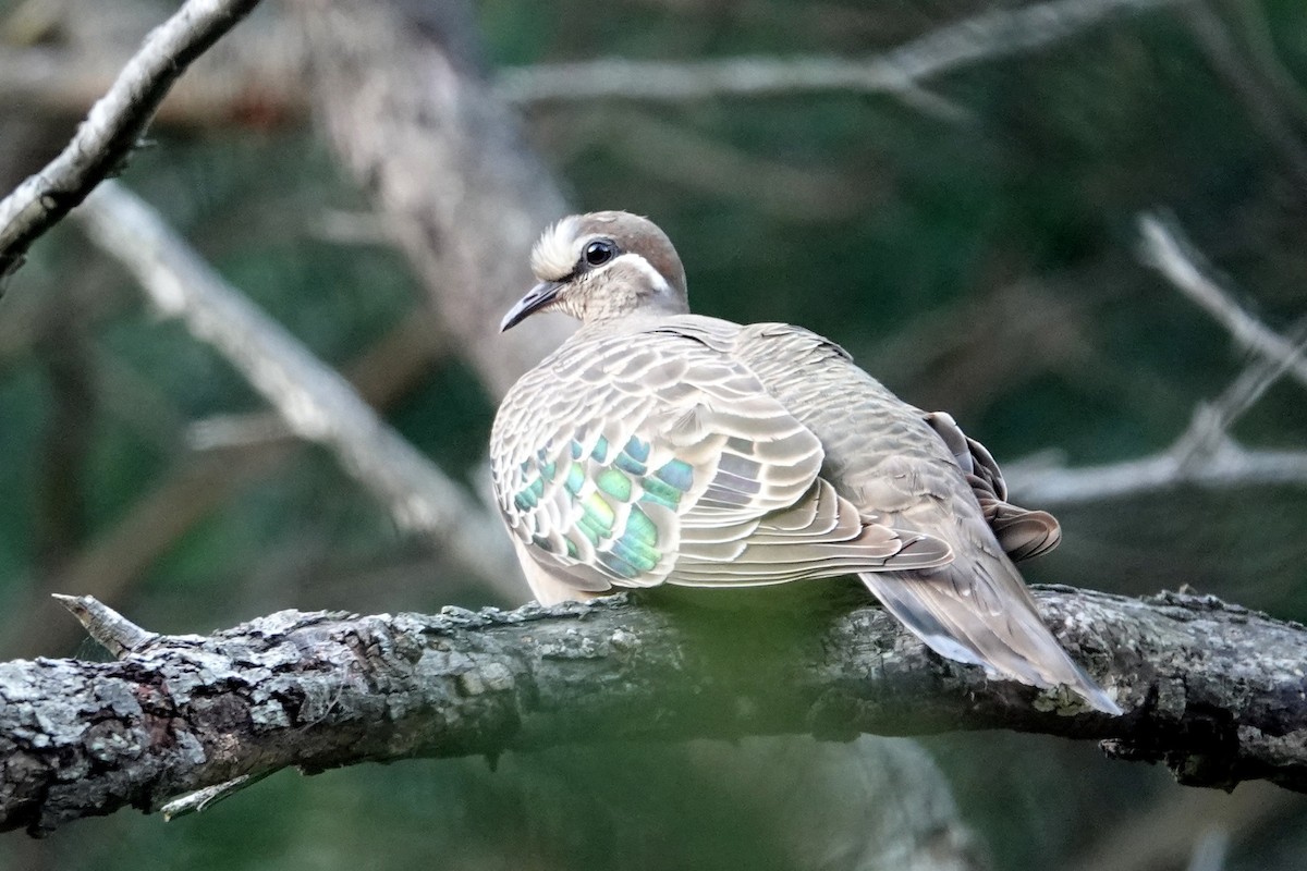 Common Bronzewing - Romuald Mikusek