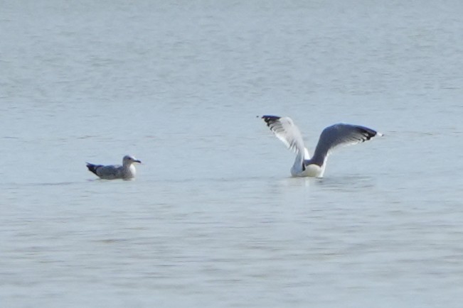 Herring Gull (Mongolian) - ML613899812