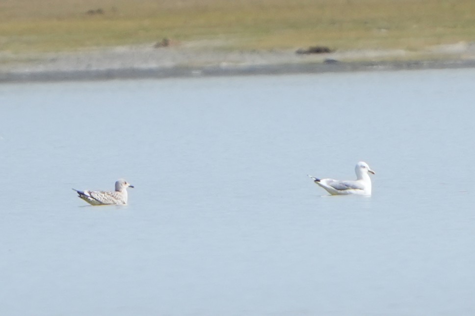 Herring Gull (Mongolian) - ML613899816