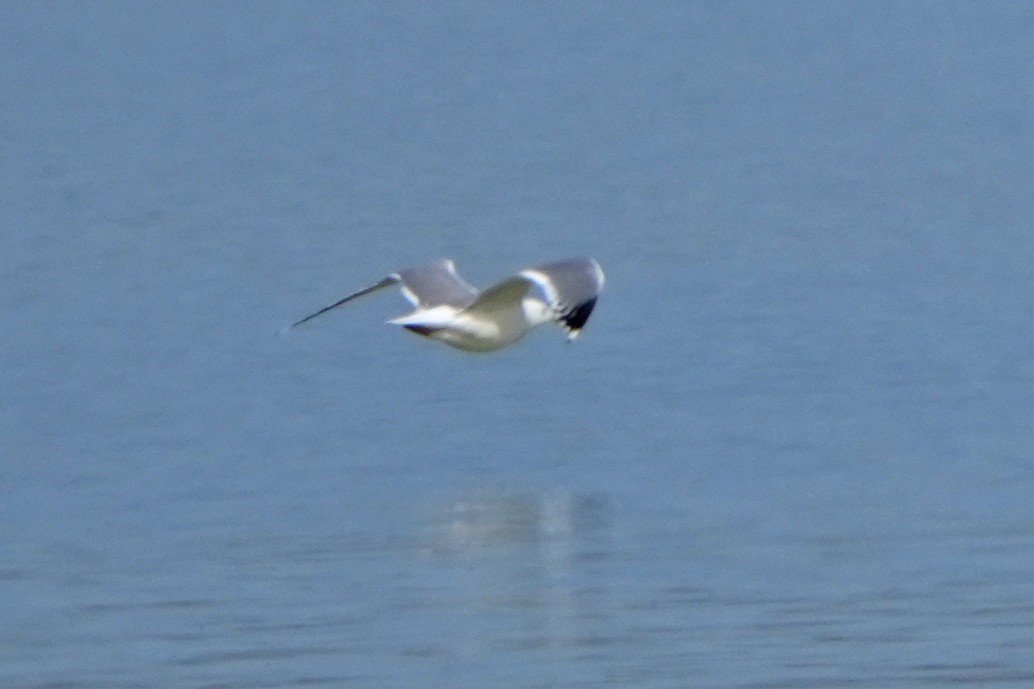 Herring Gull (Mongolian) - Daniel López-Velasco | Ornis Birding Expeditions