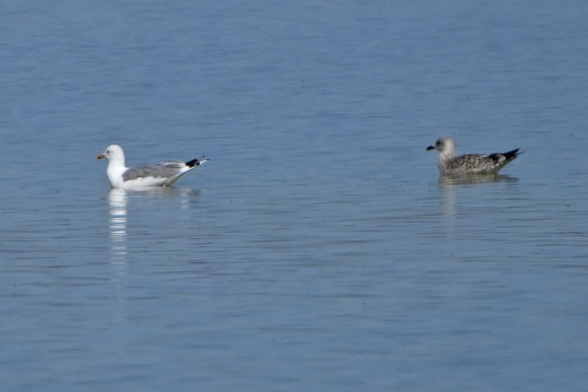 Herring Gull (Mongolian) - ML613899818