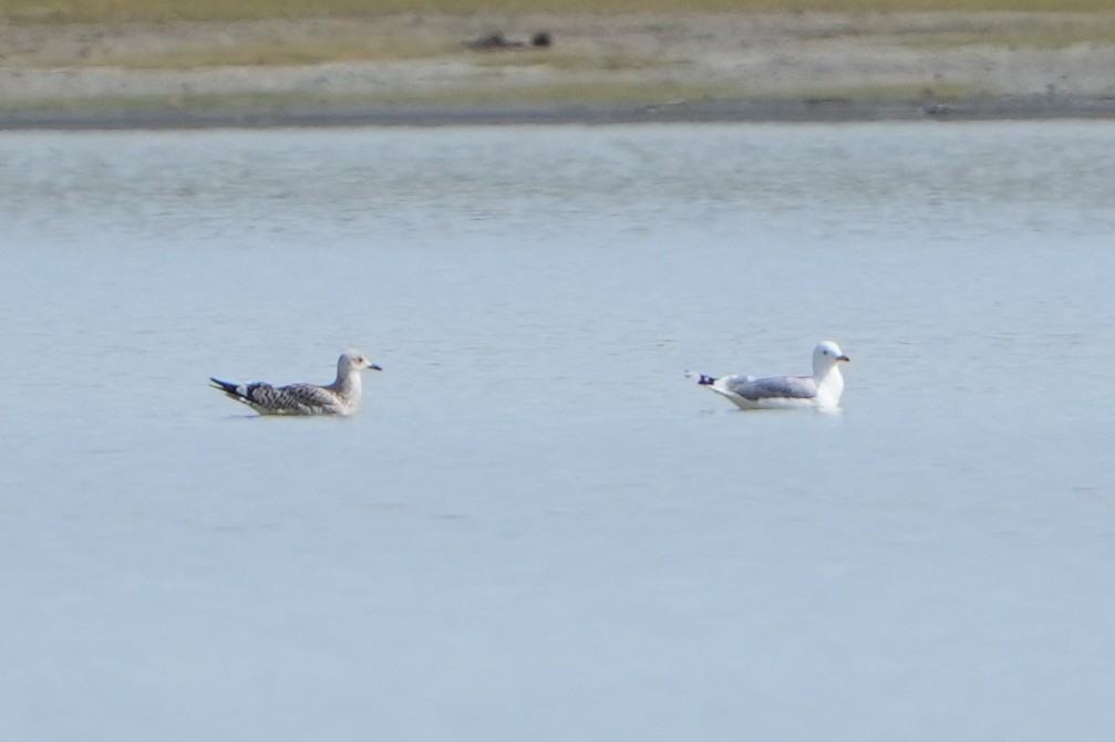 Herring Gull (Mongolian) - ML613899819