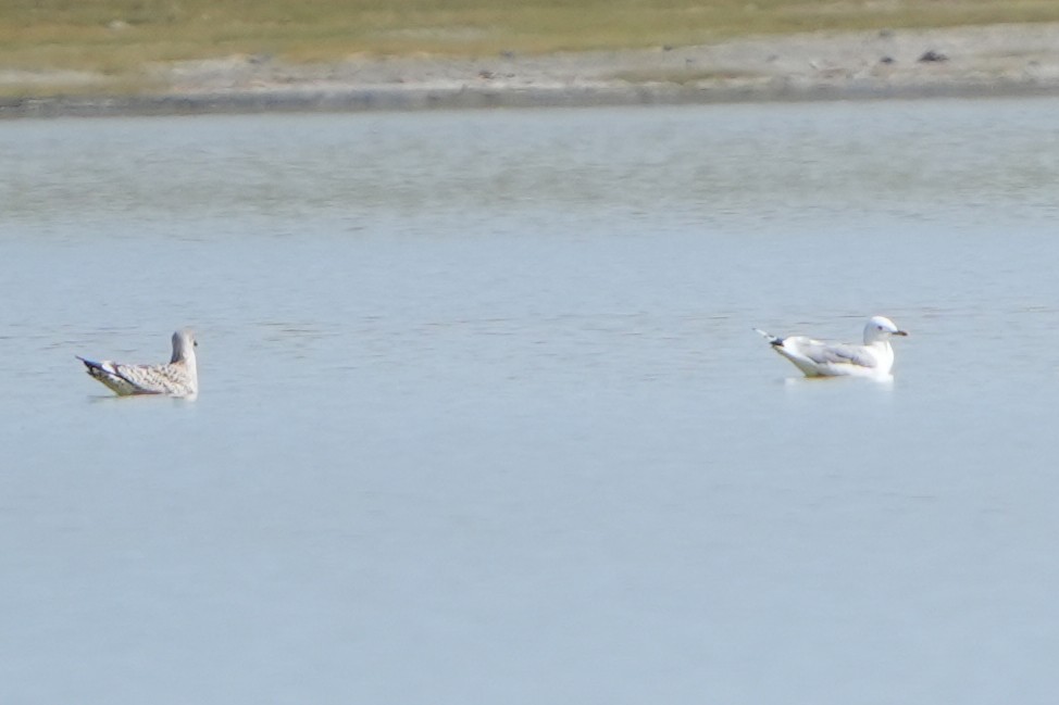 Herring Gull (Mongolian) - ML613899820