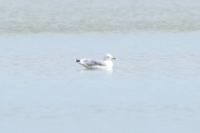 Herring Gull (Mongolian) - ML613899821