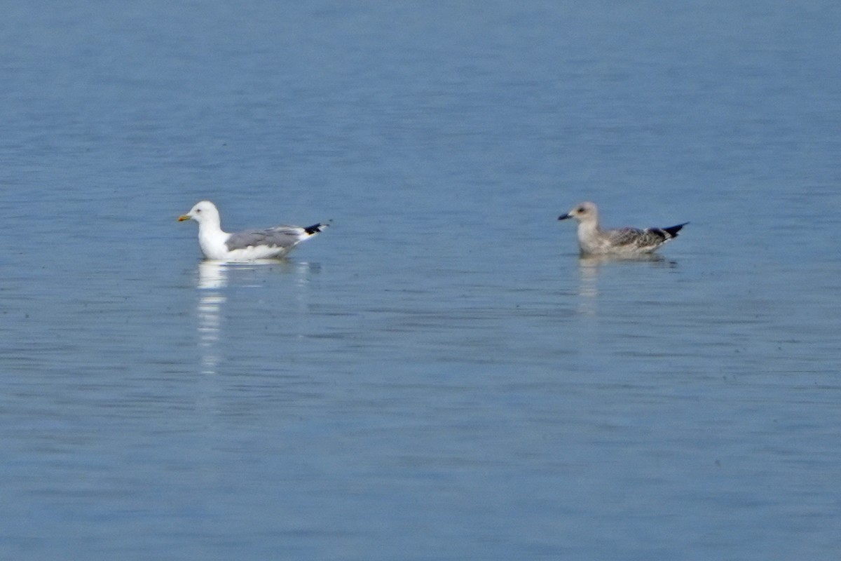 Herring Gull (Mongolian) - Daniel López-Velasco | Ornis Birding Expeditions