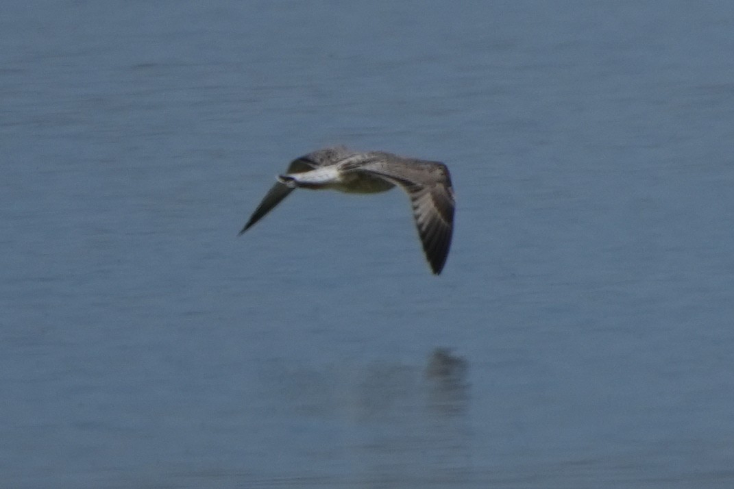 Herring Gull (Mongolian) - ML613899823