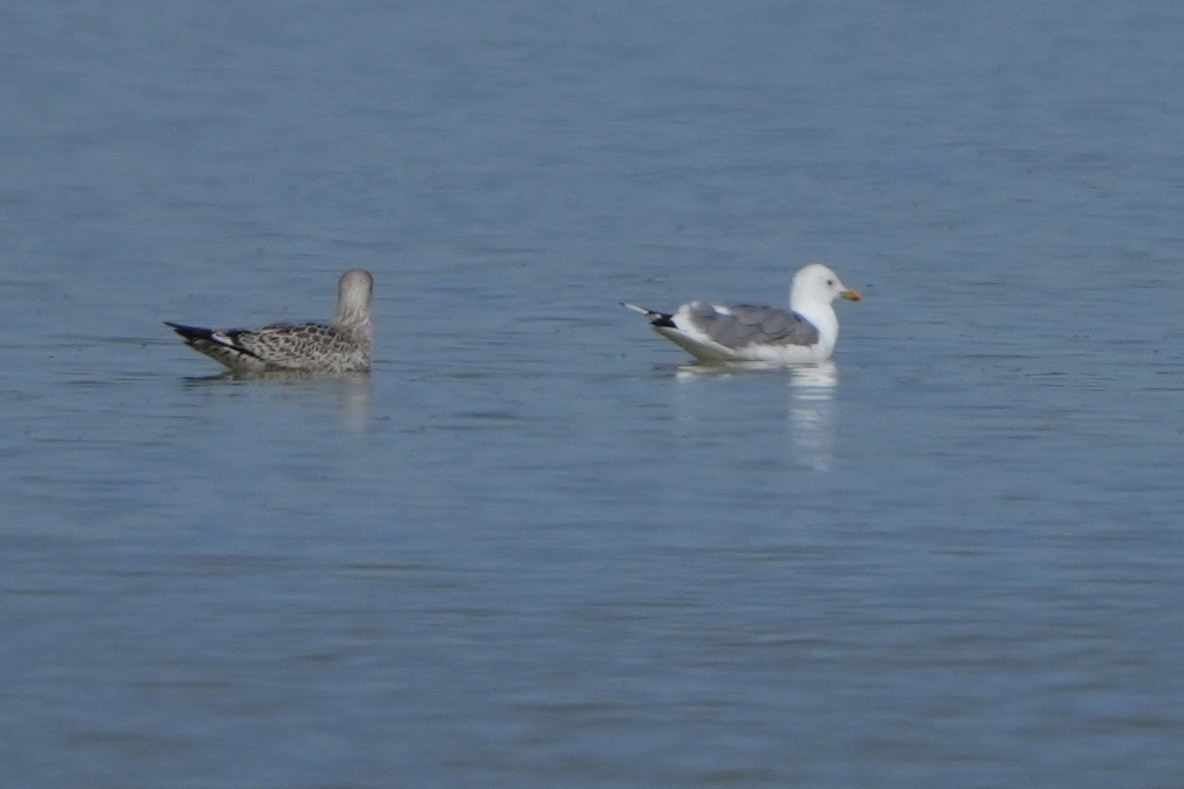 Herring Gull (Mongolian) - ML613899824