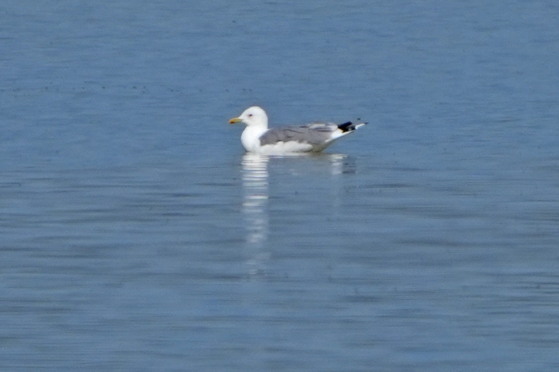 Herring Gull (Mongolian) - ML613899825