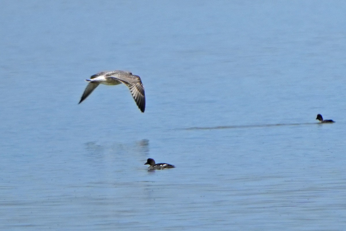 Herring Gull (Mongolian) - ML613899826