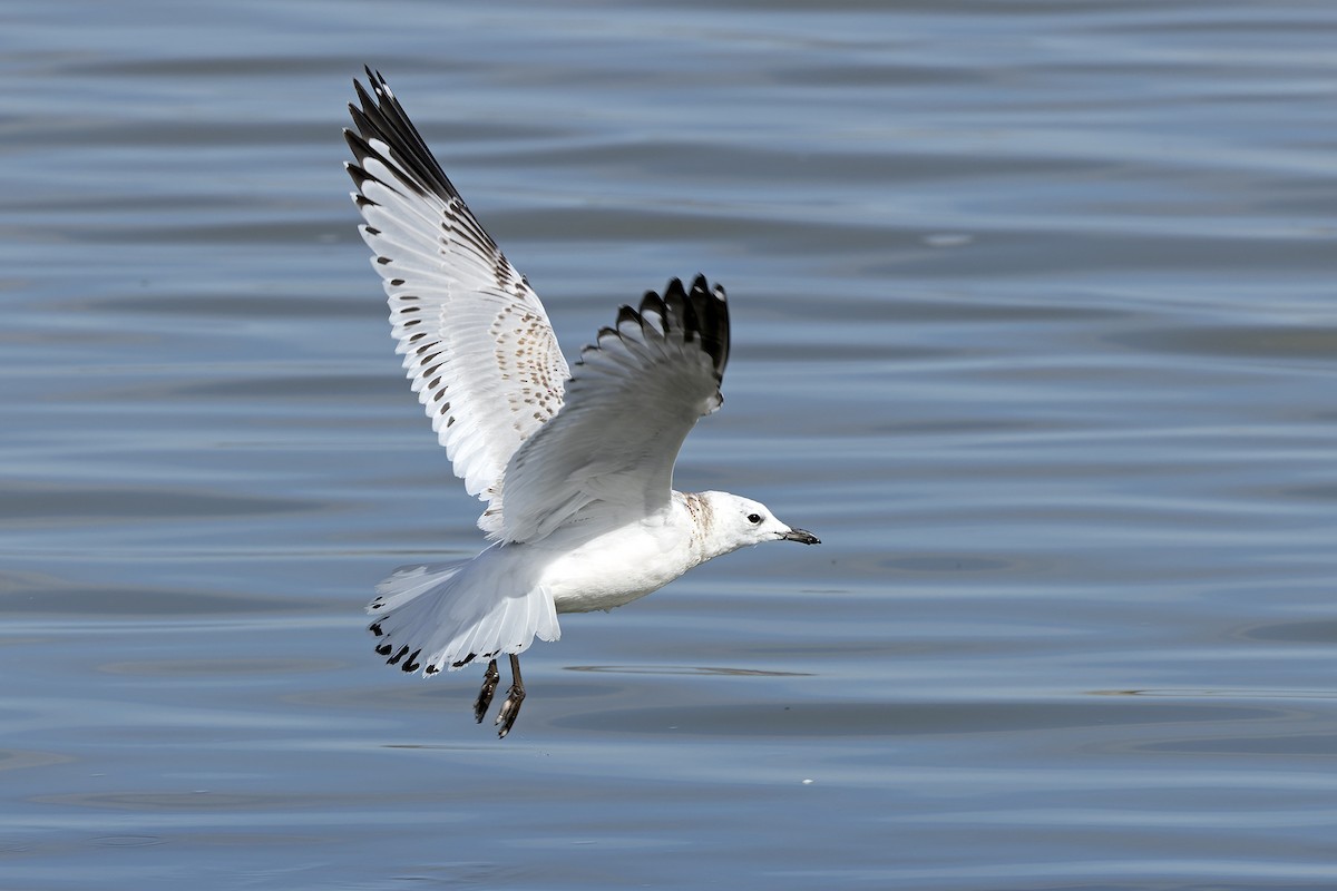 Relict Gull - Daniel López-Velasco | Ornis Birding Expeditions