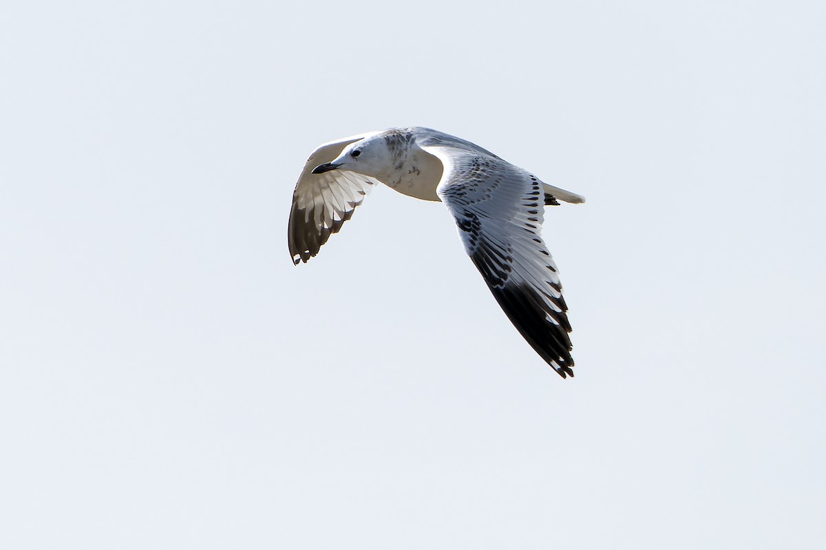 Relict Gull - Daniel López-Velasco | Ornis Birding Expeditions