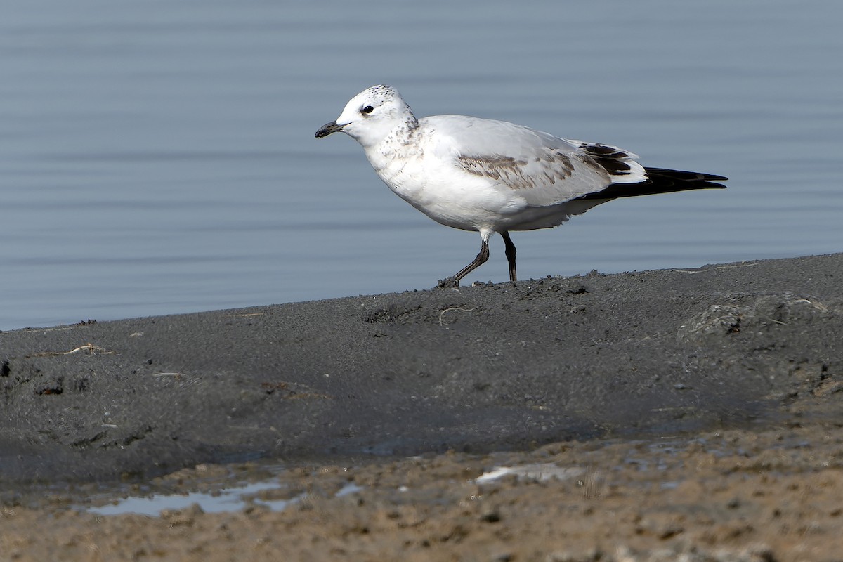 Relict Gull - ML613899861