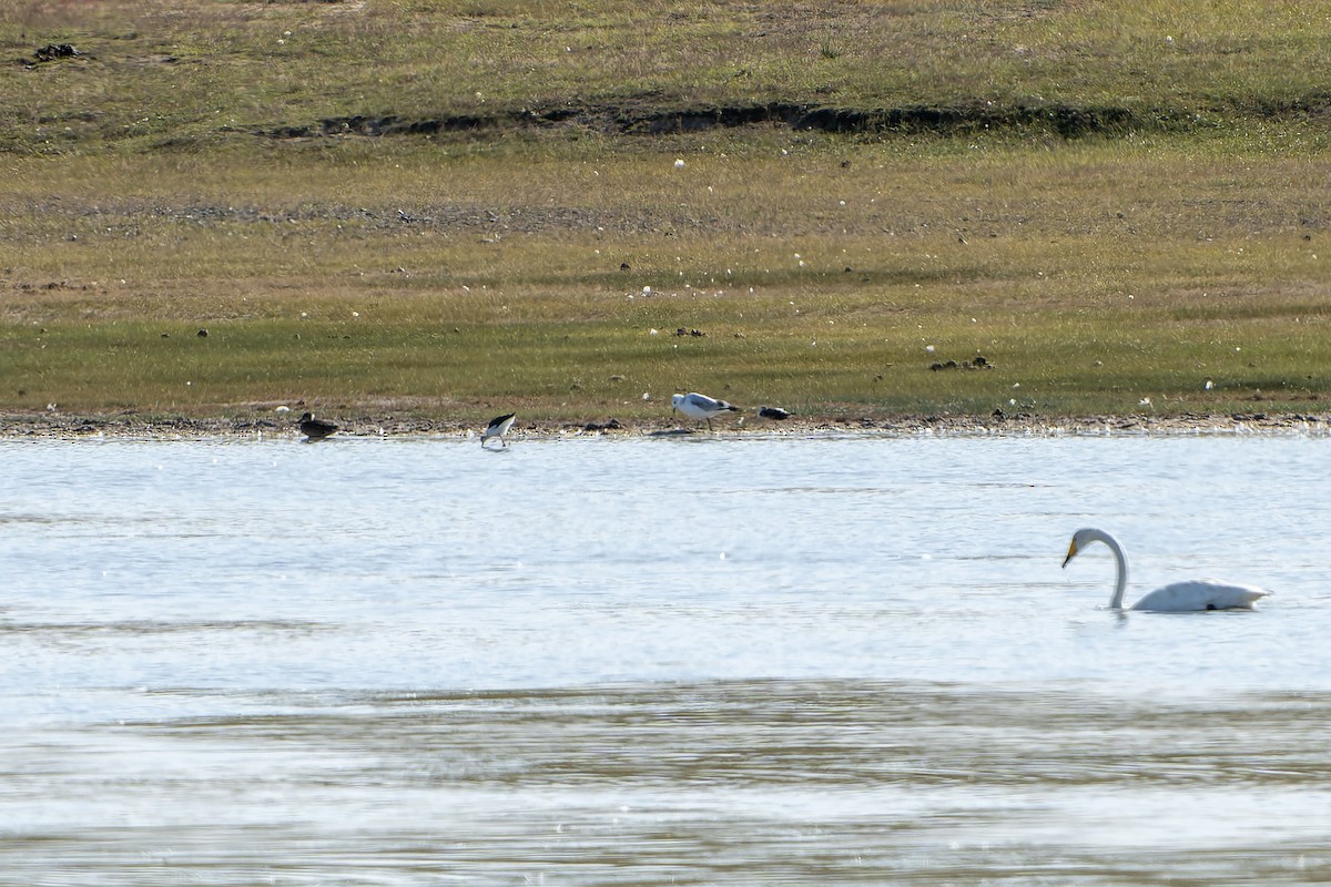 Relict Gull - Daniel López-Velasco | Ornis Birding Expeditions