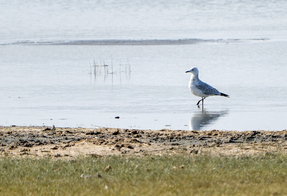 Relict Gull - ML613899873