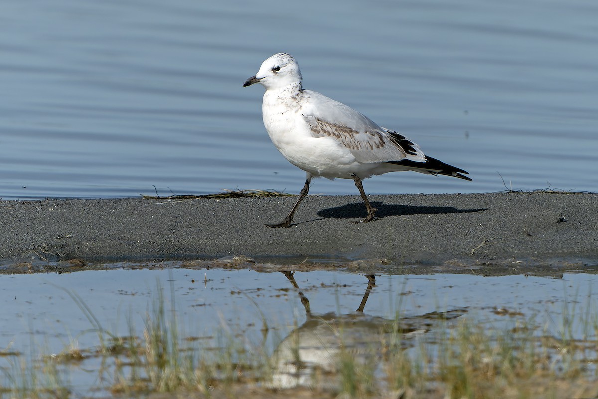 Relict Gull - Daniel López-Velasco | Ornis Birding Expeditions