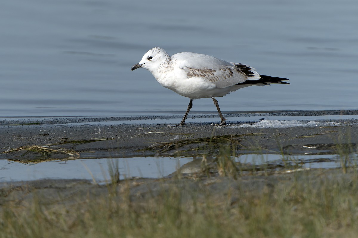 Relict Gull - Daniel López-Velasco | Ornis Birding Expeditions