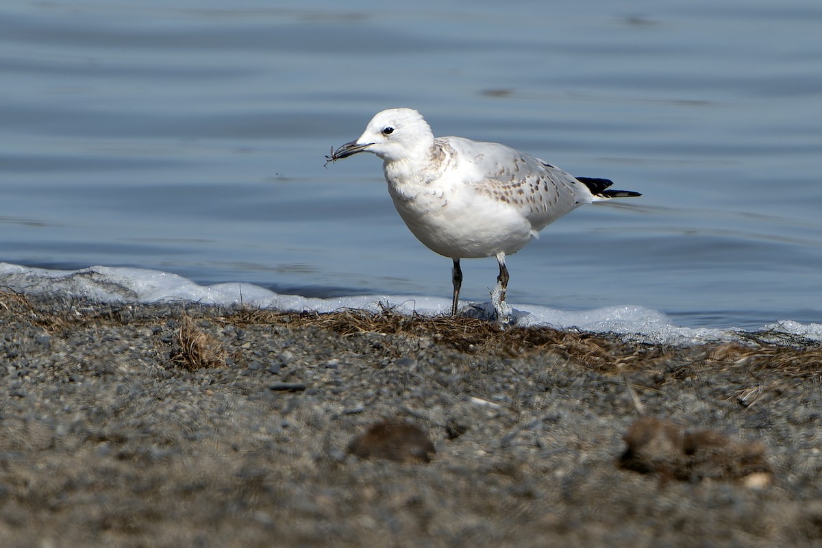 Relict Gull - Daniel López-Velasco | Ornis Birding Expeditions