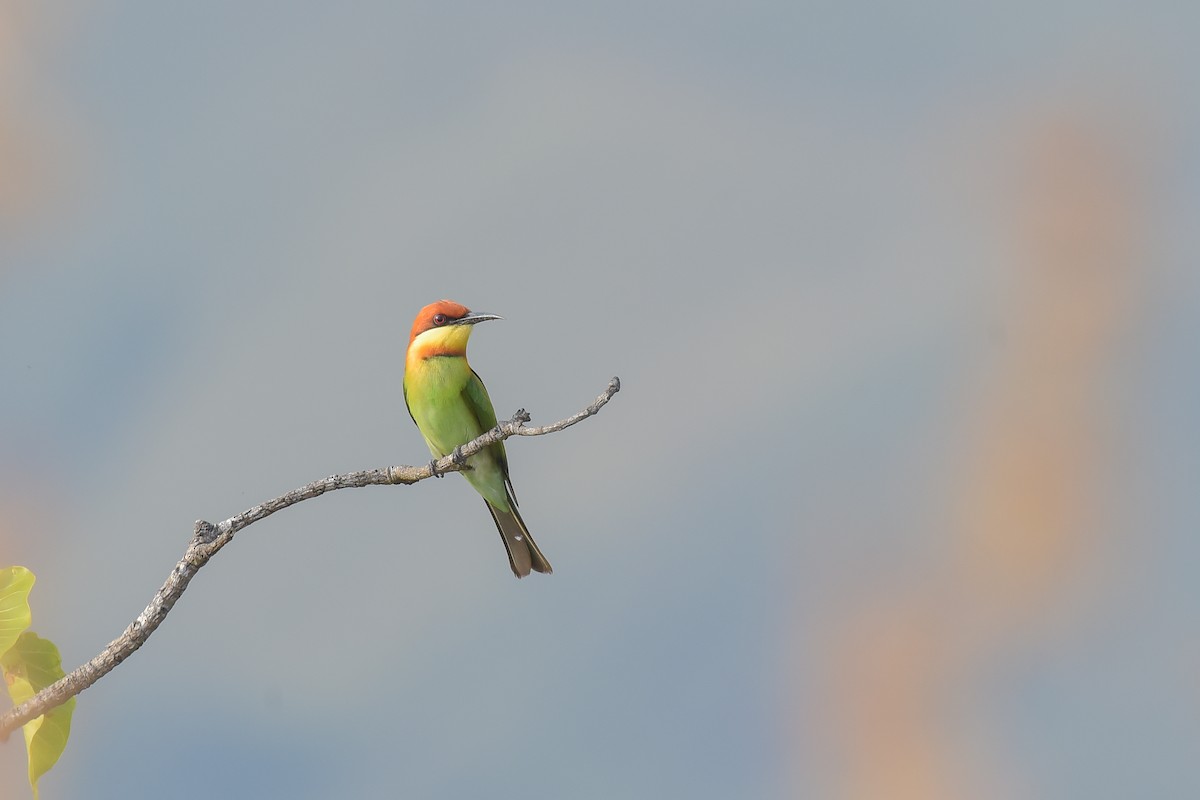 Chestnut-headed Bee-eater - ML613899880