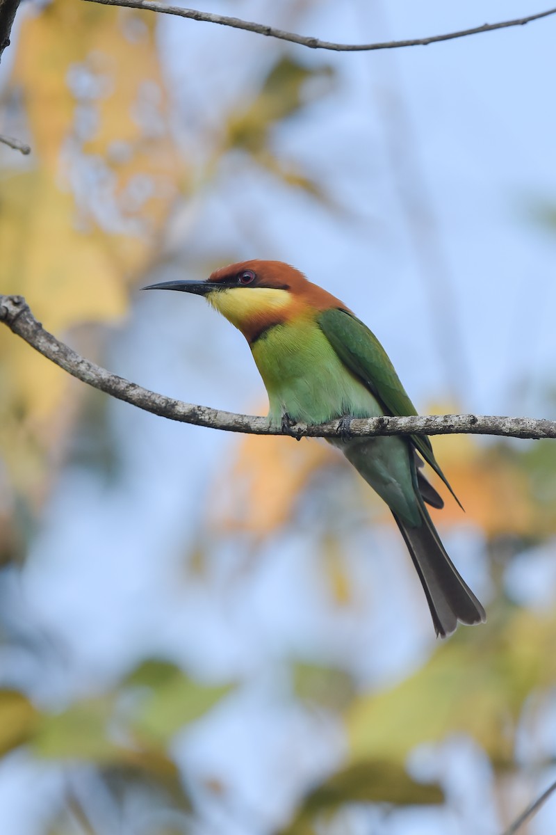 Chestnut-headed Bee-eater - ML613899887