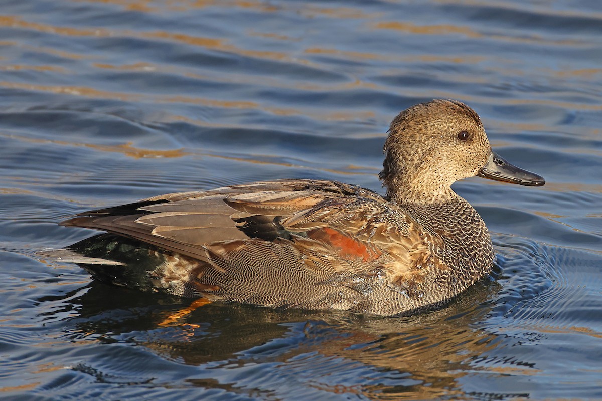 Canard chipeau - ML613899896