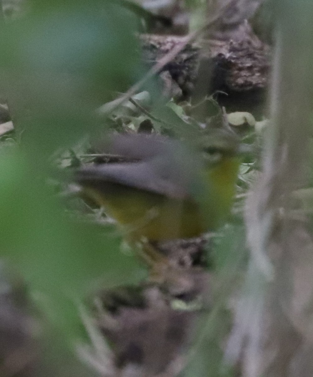 Golden-crowned Warbler (Stripe-crowned) - ML613899902