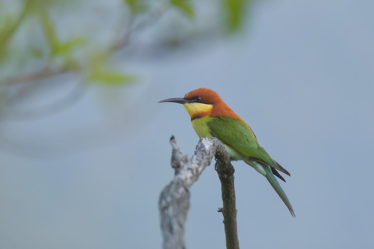 Chestnut-headed Bee-eater - ML613899903