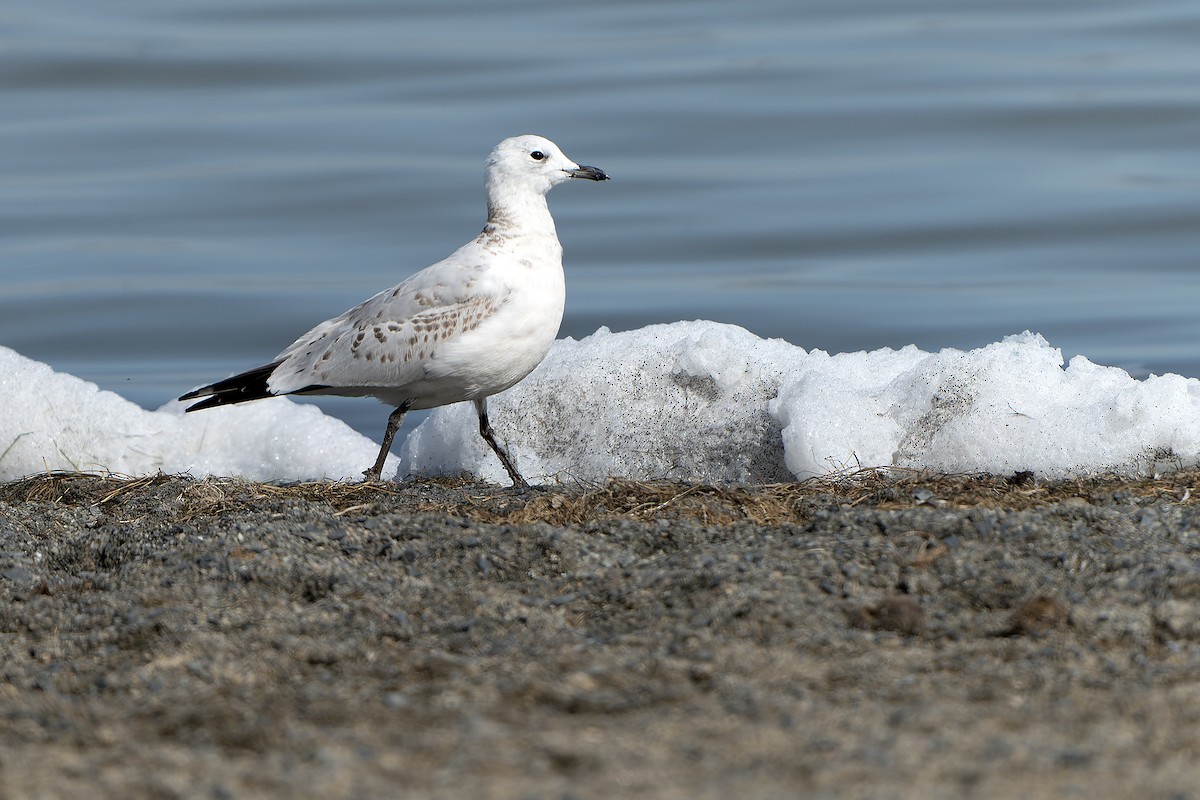 Relict Gull - ML613899911