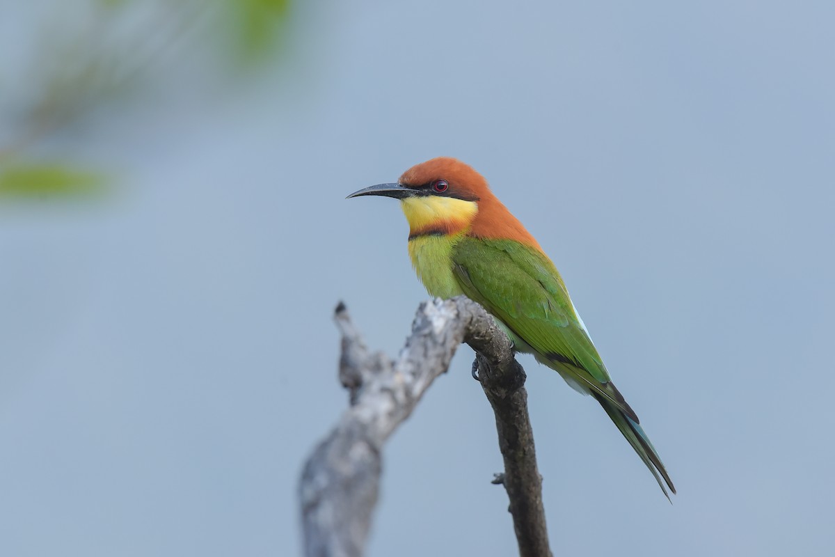 Chestnut-headed Bee-eater - ML613899913