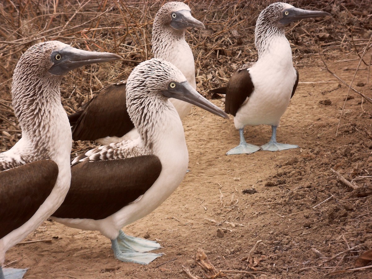 Blue-footed Booby - ML613900041