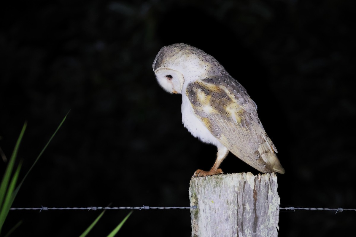 Barn Owl - ML613900054