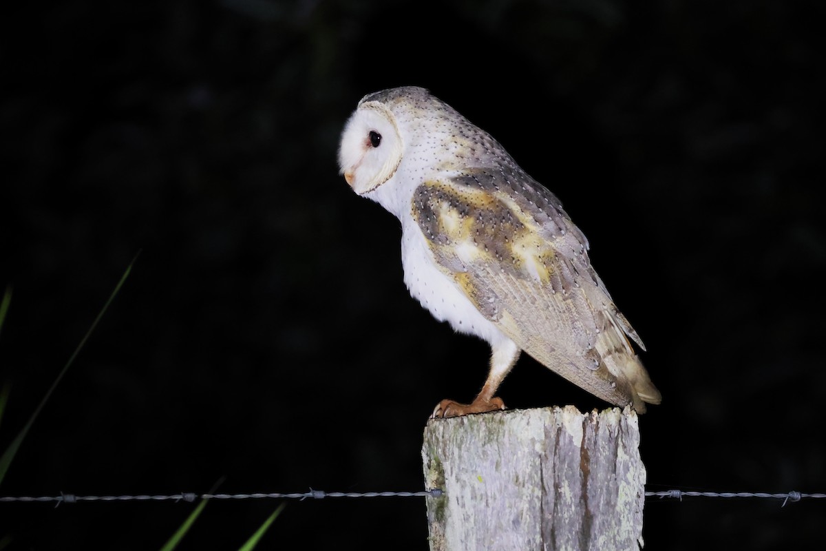 Barn Owl - ML613900055