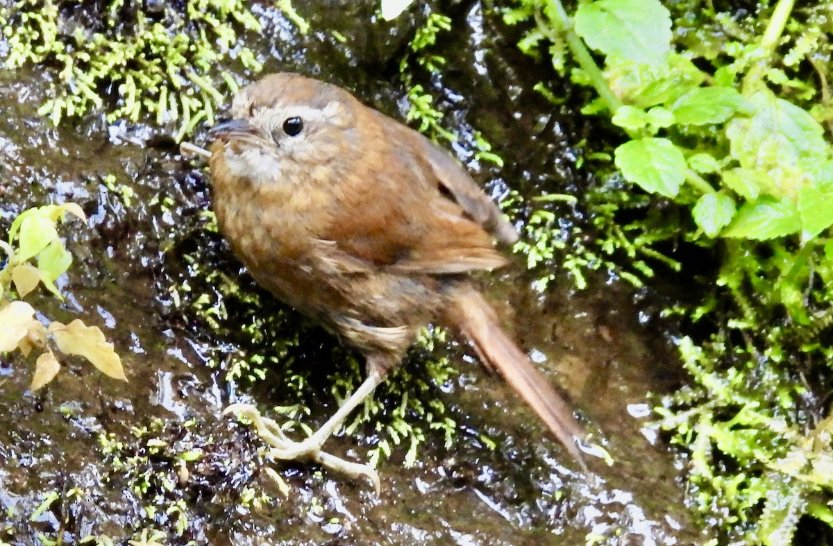 White-browed Spinetail - ML613900088