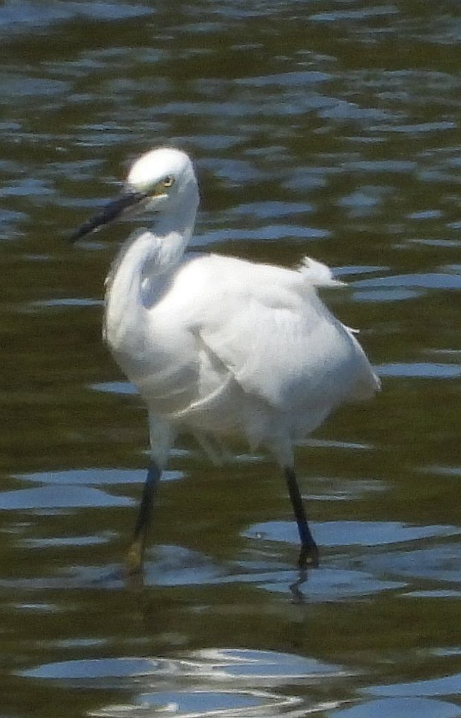 Little Egret - ML613900197