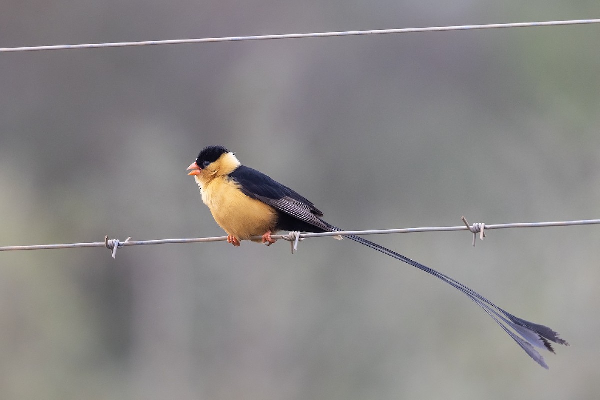 Shaft-tailed Whydah - Niall D Perrins