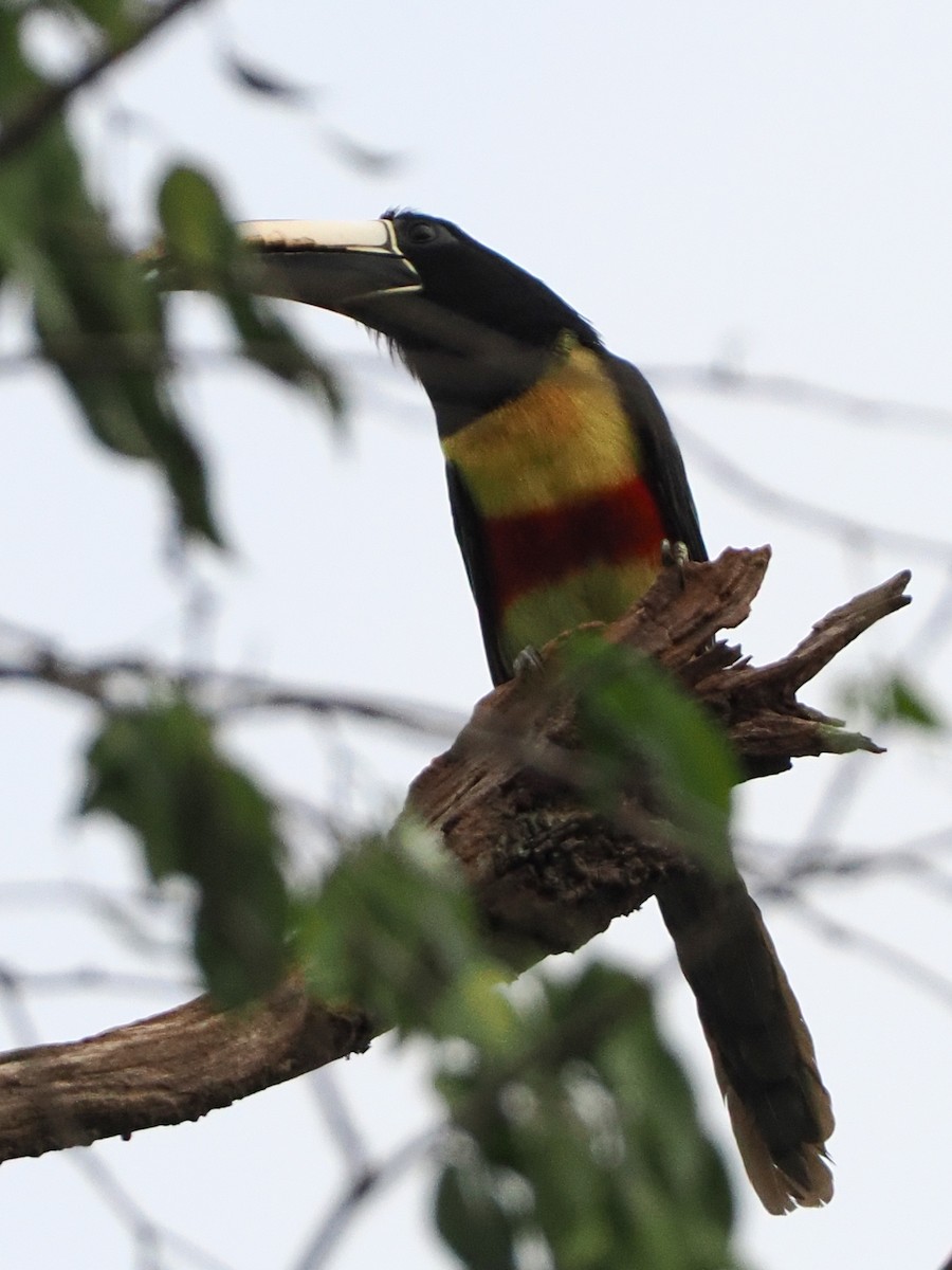 Black-necked Aracari - ML613900254